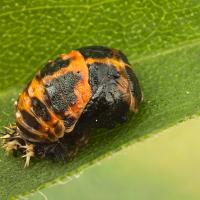 Harlequin Ladybird Pupa 1 